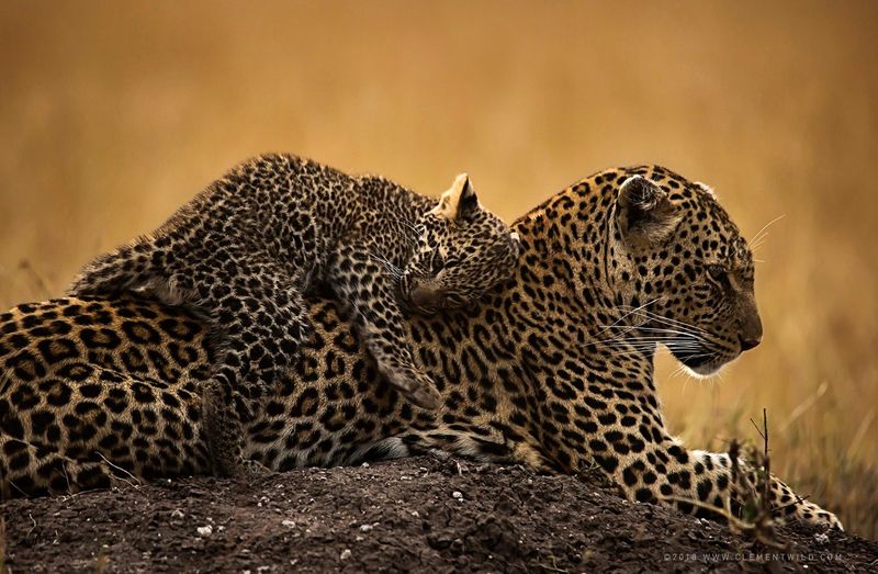 A leopard cub lying on its mothers back 