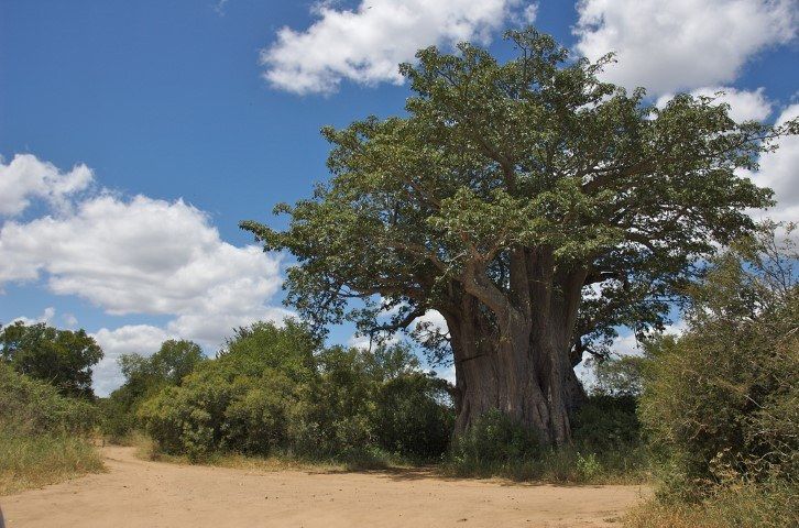 Ein großer Baobab im Krüger Nationalpark - 13 Gründe, niemals in den Krüger Nationalpark zu reisen