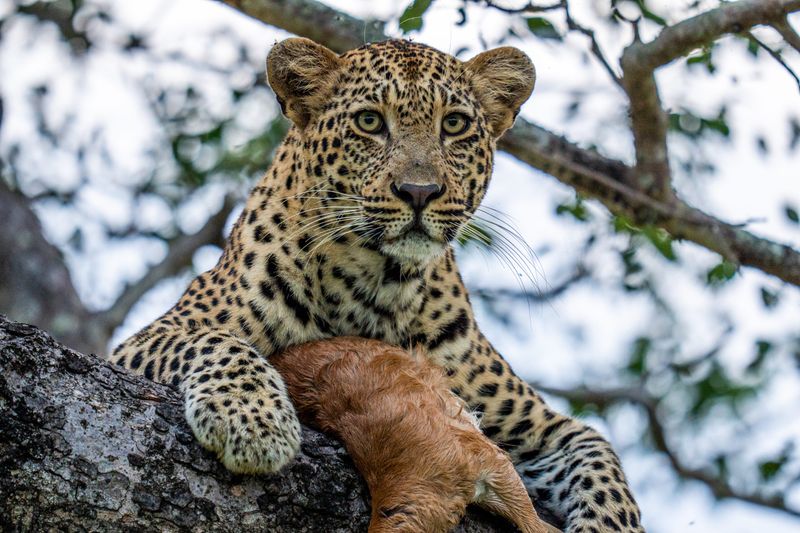 A leopard rests in a tree with its prey during a safari in October.