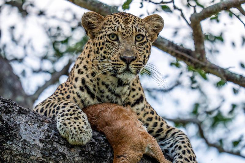 A leopard rests in a tree with its prey during a safari in October.