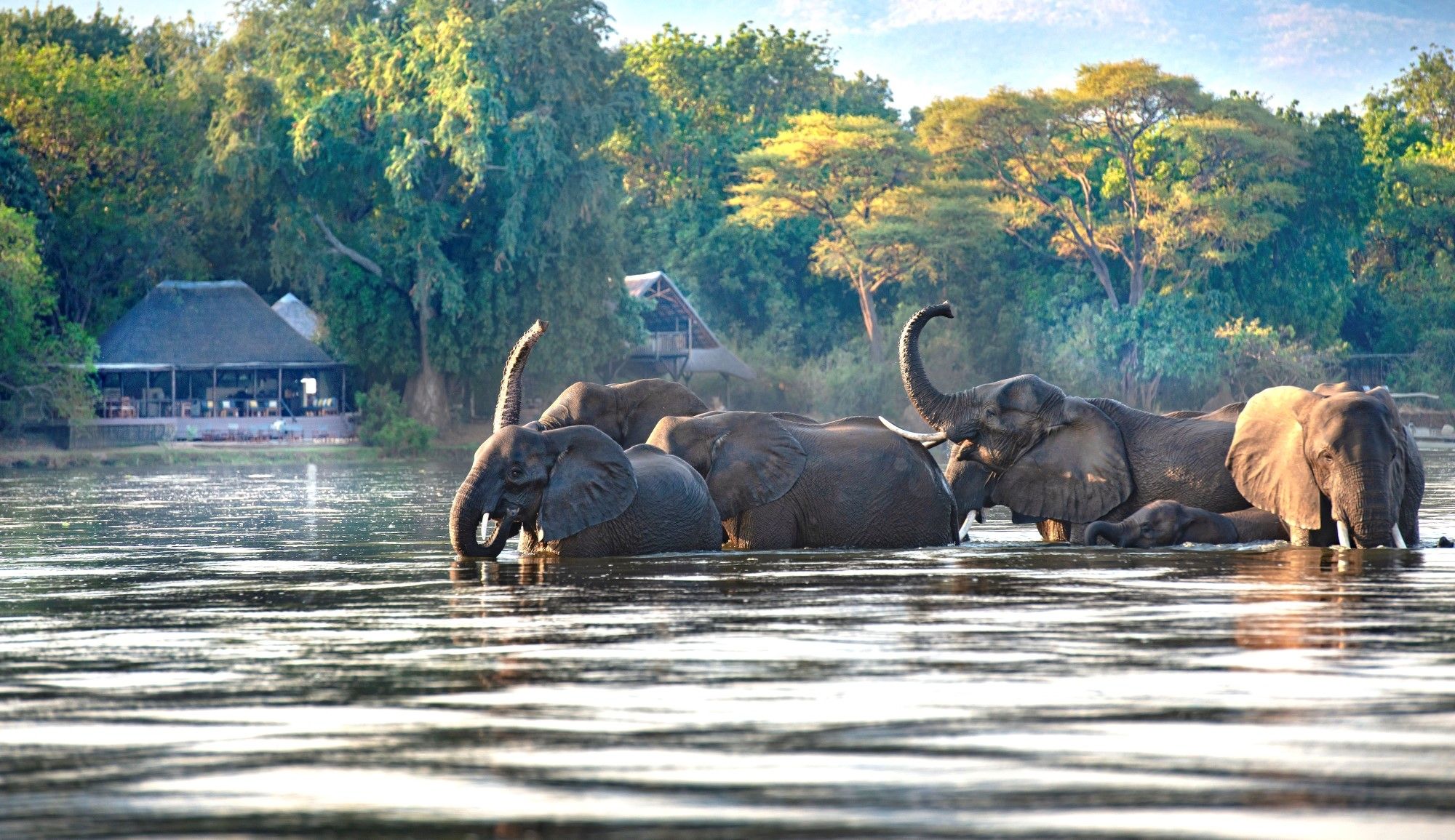 The Oval Office Called. We Answered – With a Safari