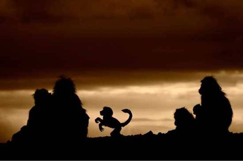 Troop of Chacma Baboons gather at sunset in Kruger National Park