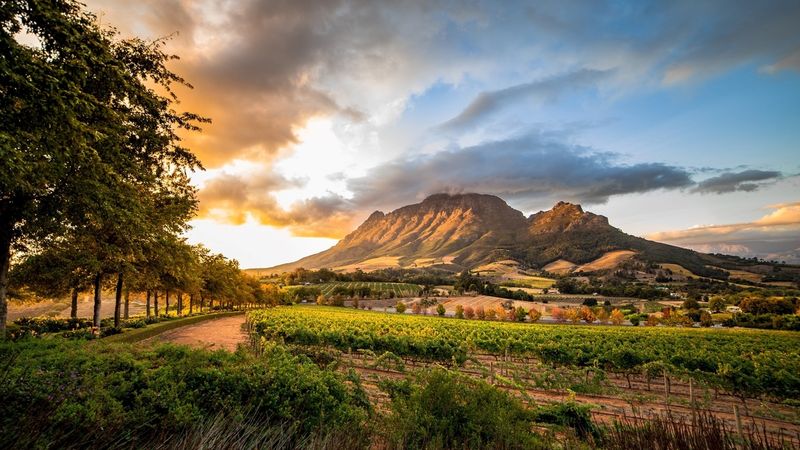 Les vignobles devant la montagne Simonsberg à Stellenbosch