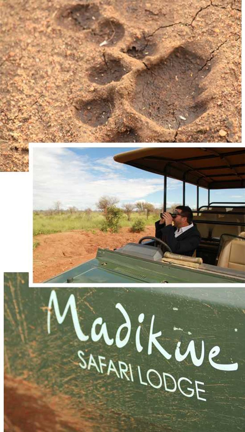 Madikwe Game Drive