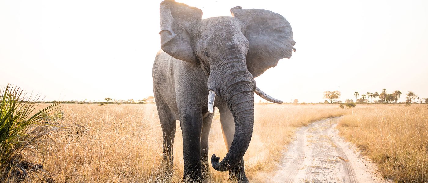 Rhino Africa Wins Gold Once Again at the World Travel Awards 2023