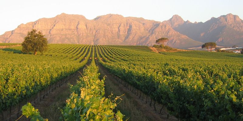 Vineyard and mountain views at Majeka House
