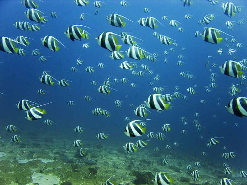 Unterwasserparadies Mosambik