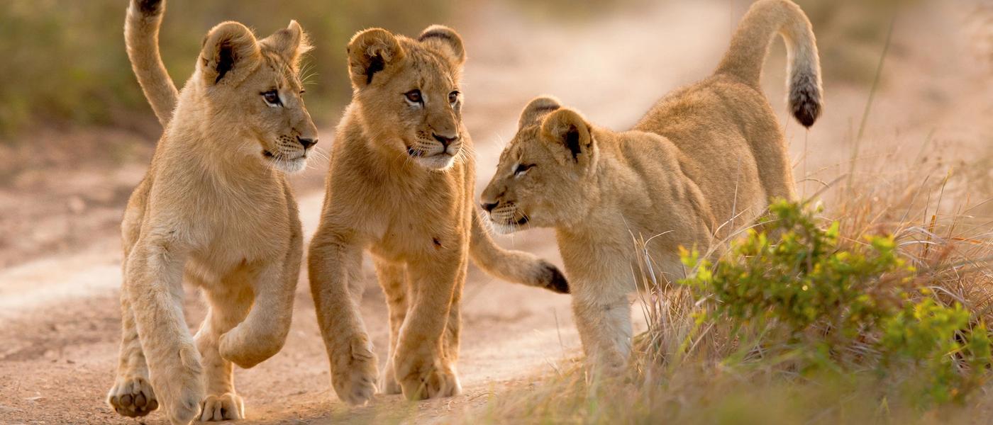 Del león al elefante: 7 curiosidades sobre crías de animales