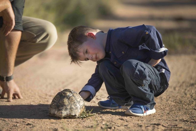 A young boy looking at a tortoise on safari in Africa
