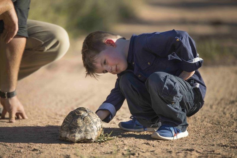 A young boy looking at a tortoise on safari in Africa