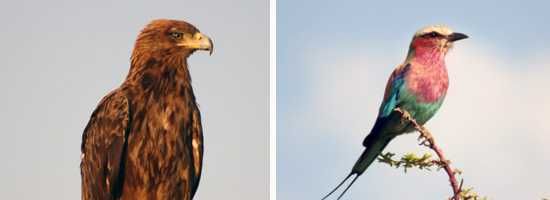 BIrds of Etosha