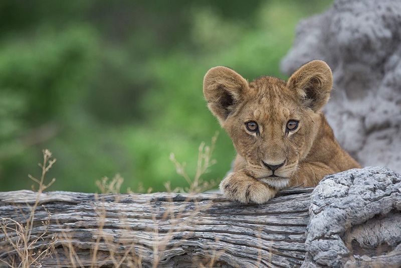 lion cub rests on a tree trunk