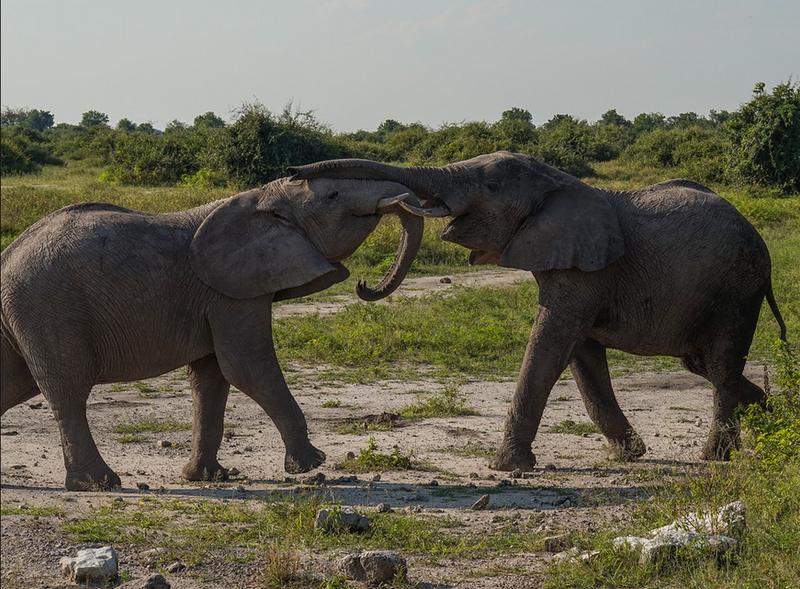 Two elephants playfully jostle each other