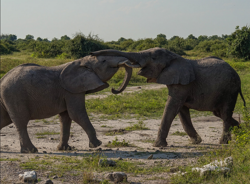 Two elephants playfully jostle each other