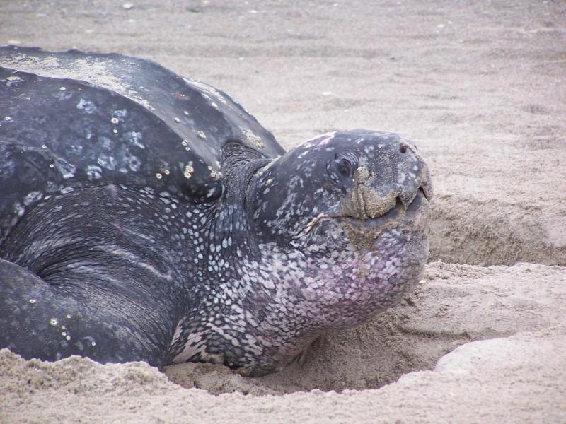 leatherback turtle at Phinda Private Game Reserve in KwaZulu-Natal