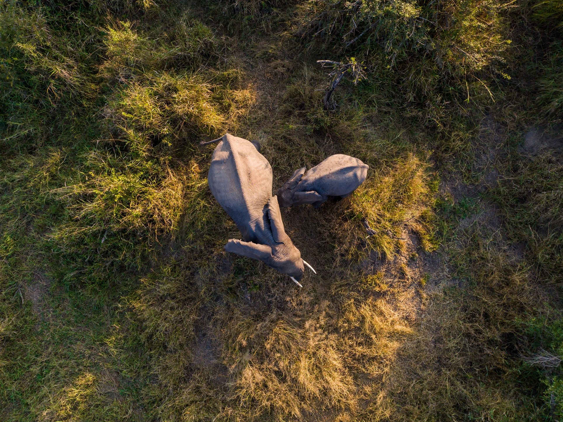 Experiencing the Big 5 from Land, Water and Sky