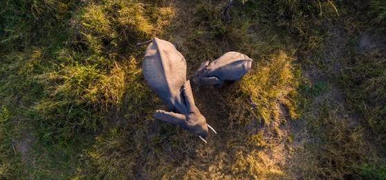 Les Big 5 vus depuis la terre, l’eau et le ciel
