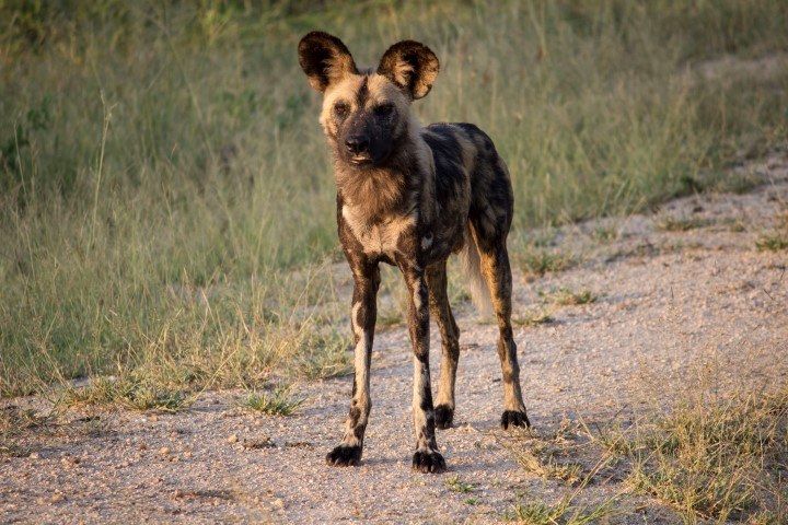 African wild dog in Sabi Sand Game Reserve