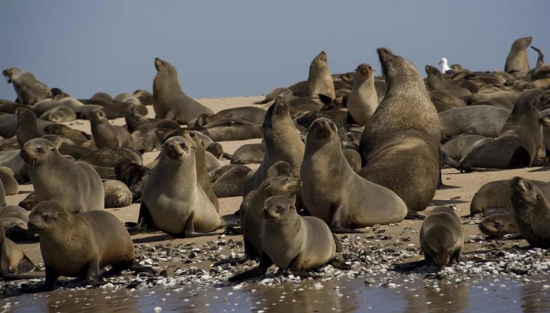 The amazing seal colony in Namibia 