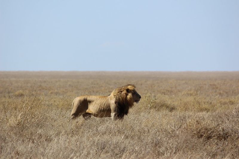 Löwe in der Serengeti