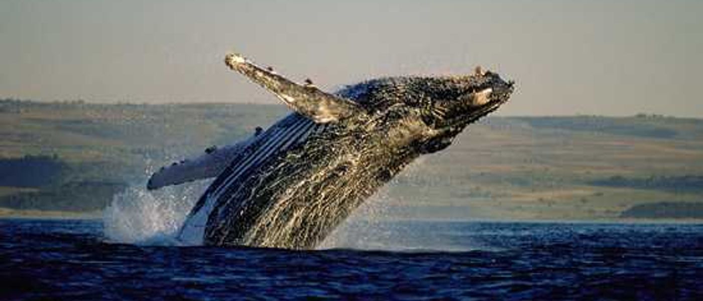 It's Whale Season!