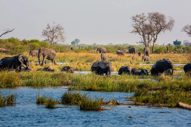 Elephants in the Caprivi