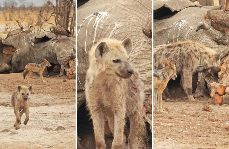 Spotted hyenas, a black-backed jackal and vultures gather around an elephant carcass in Botswana's Okavango Delta, illustrating the ecosystem's natural cycle of scavenging.