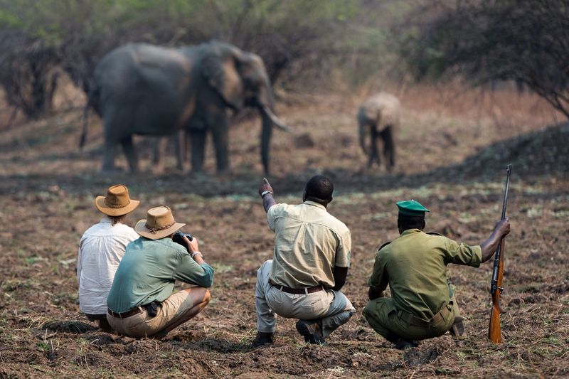 Discover Zambia's wildlife on foot