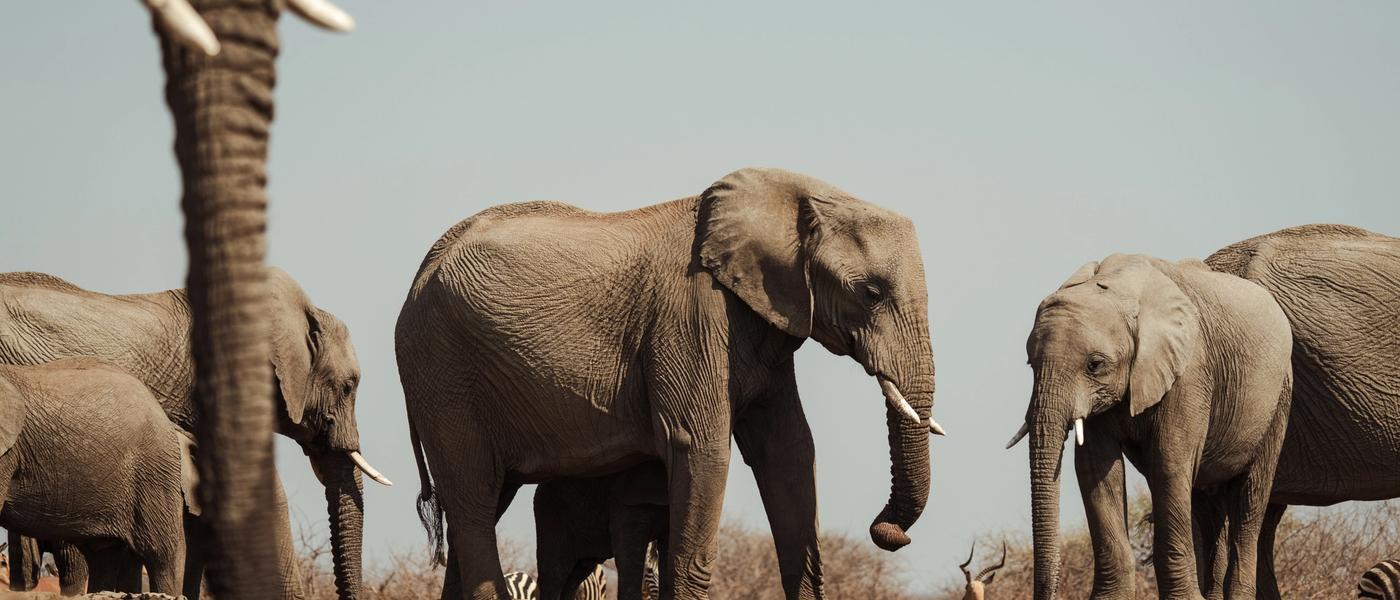 Africa's Alchemy: The Power Of Extended Stays in Africa