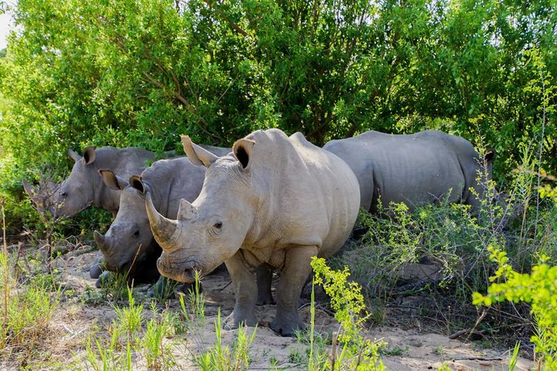 A crash of rhino is a rare wildlife sight
