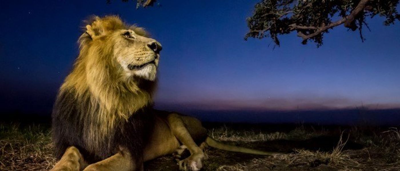 Auf Nacht-Safari im afrikanischen Busch
