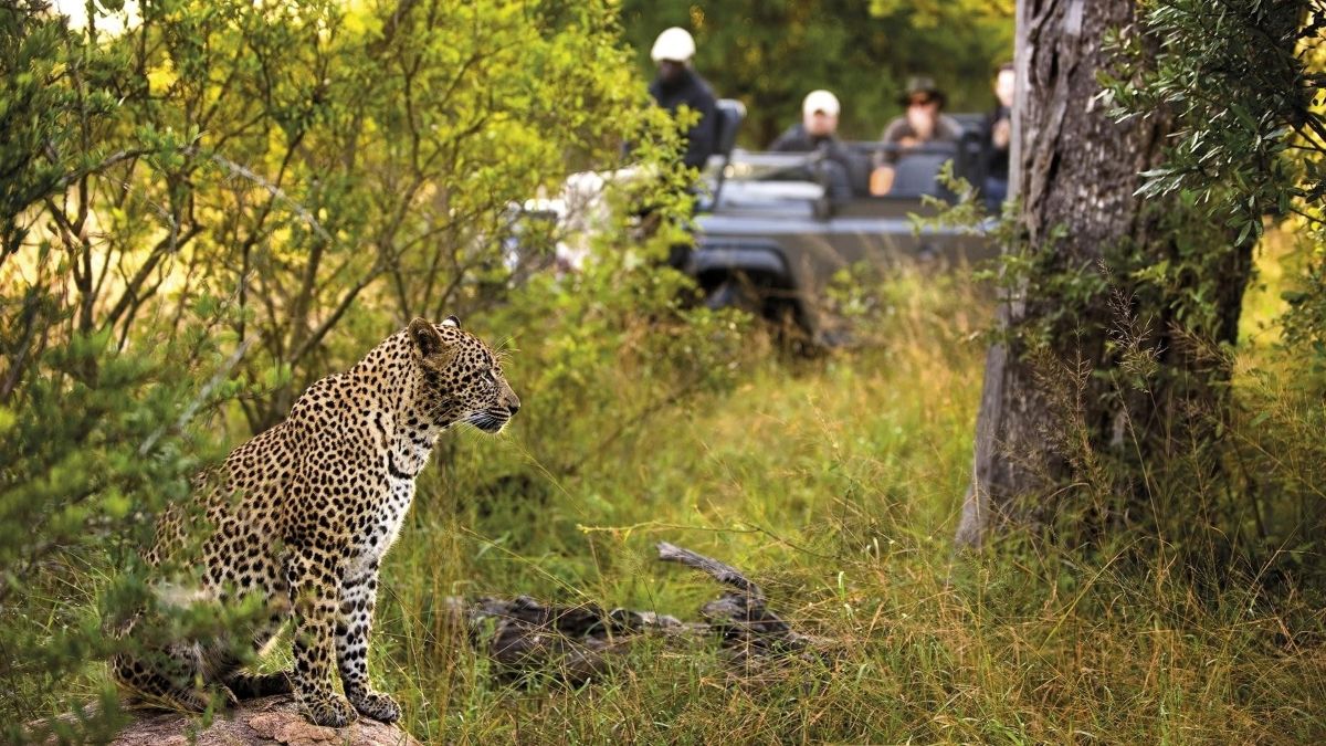 Inside the Kruger: A Conversation with a Safari Expert