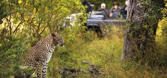 Inside the Kruger: A Conversation with a Safari Expert