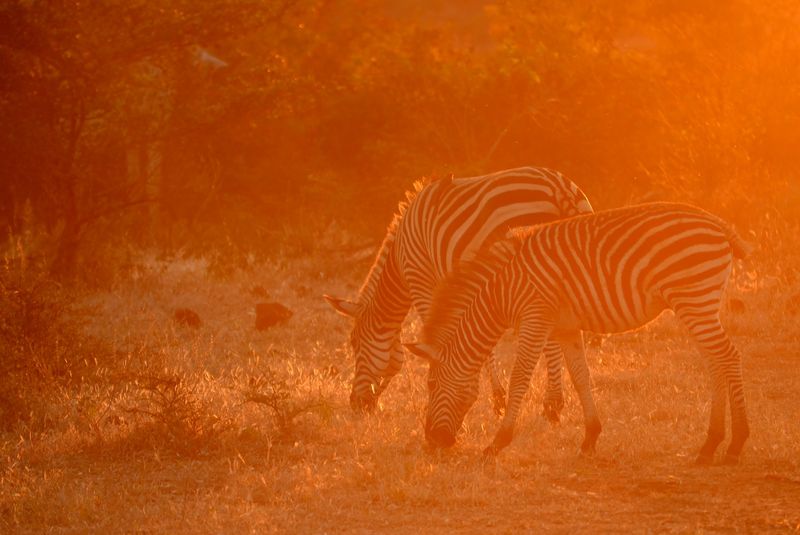 Golden sunset with zebras in Victoria Falls