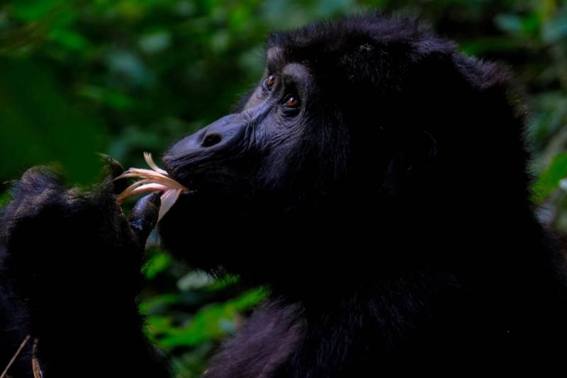 A gorilla nibbles on a flower in a lush forest setting