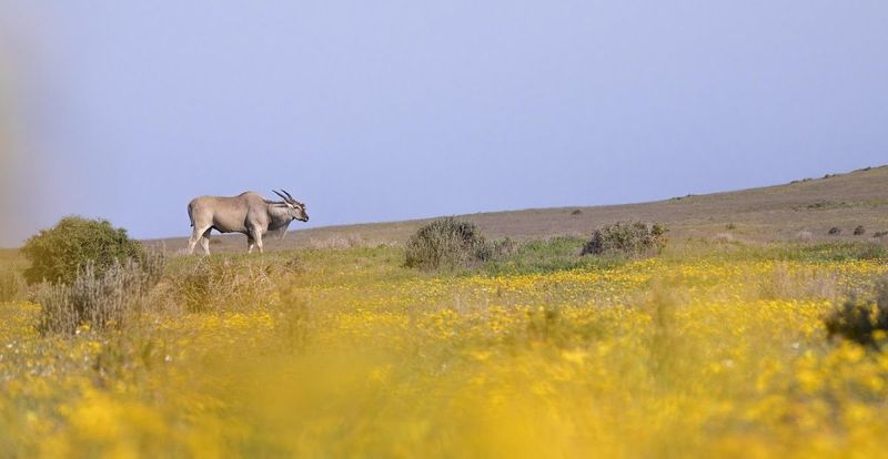 Eland andando por flores amarelas