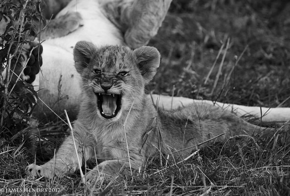 Wildlife Photography Tips from an Award-Winning Photographer