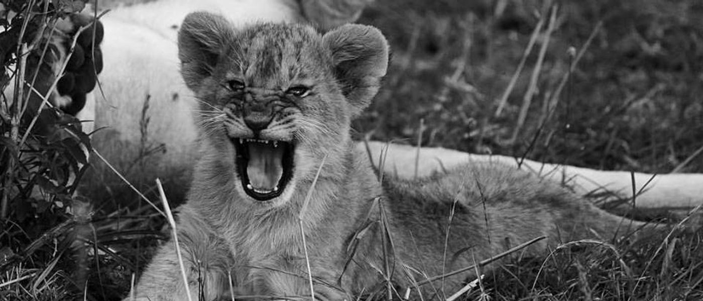 Wildlife Photography Tips from an Award-Winning Photographer