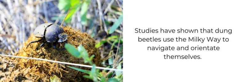 Fun fact about dun beedles