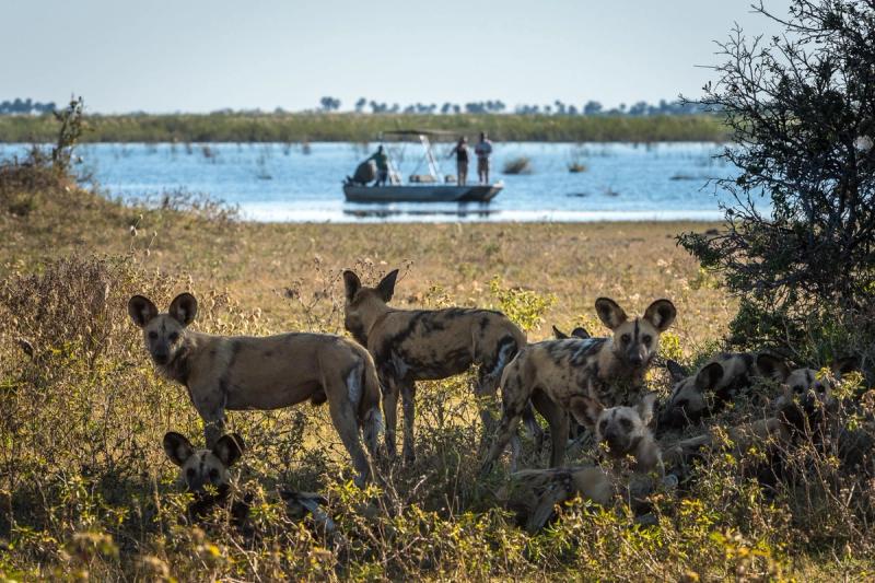 A pack of African wild dogs rests near the riverbank while a safari boat floats in the distance during a safari in October.