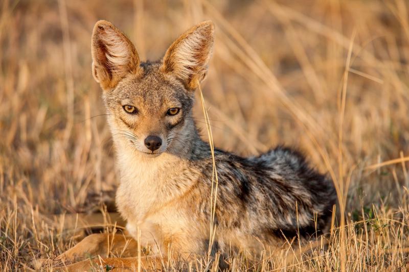 Ein Kapfuchs ruht sich aus
