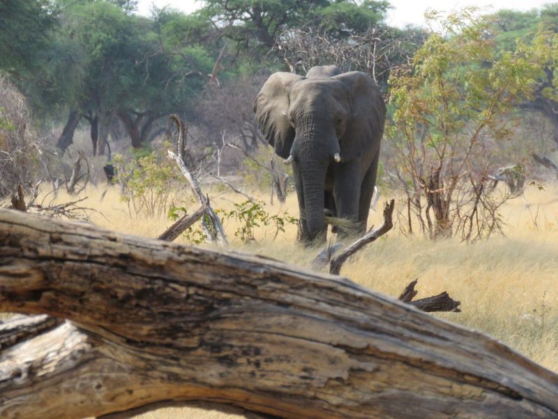 Eléphant dans le parc national du Hwange