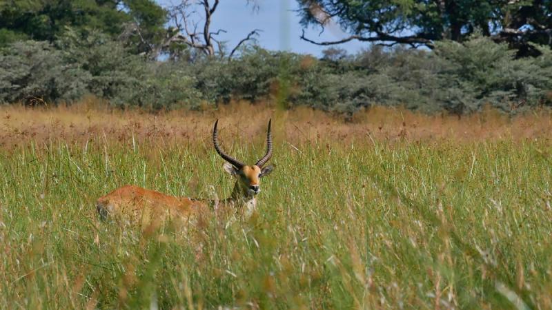 Tierwelt im Caprivistreifen in Namibia