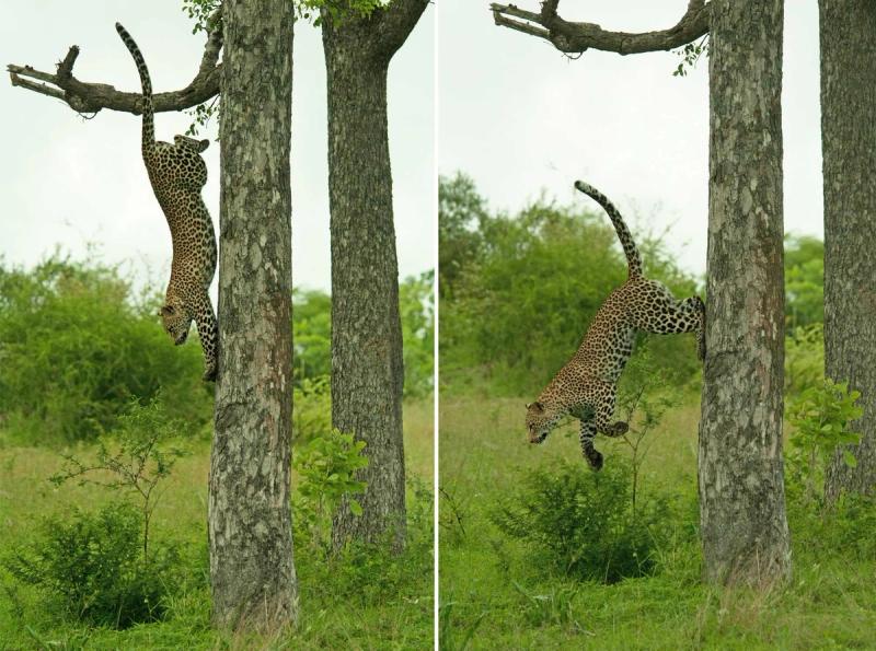Downward Cat