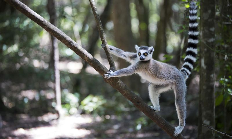 Lemur in Madagascar