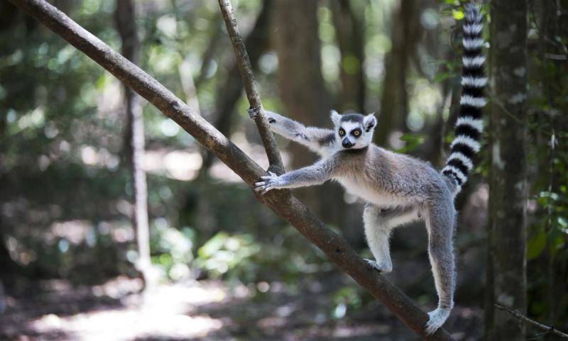 Lemur in Madagascar