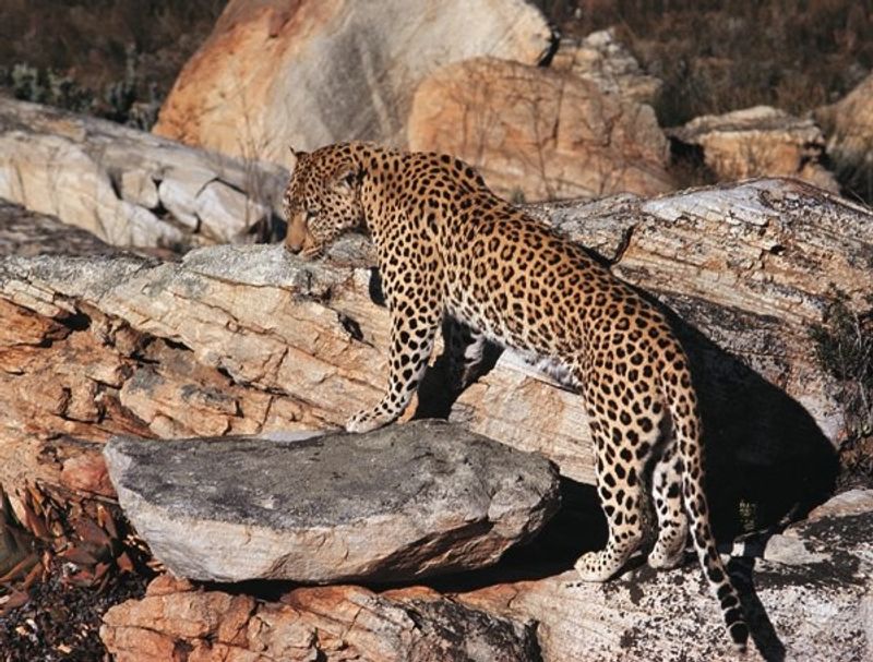 Scheue Leoparden im Western Cape - diese wilden Tiere bekommen nur wenige Leute zu sehen