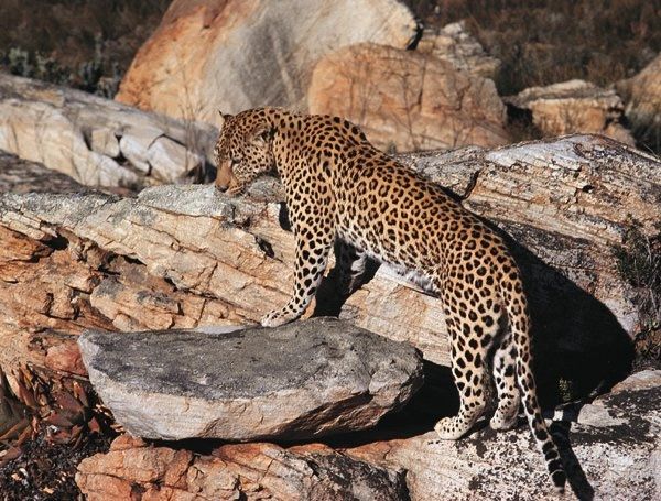 Scheue Leoparden im Western Cape - diese wilden Tiere bekommen nur wenige Leute zu sehen
