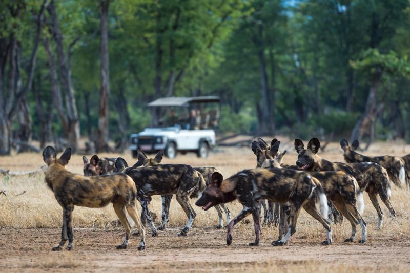 A large pack of African animals – endangered wild dogs – move through a dry forest clearing as a safari vehicle watches from a distance
