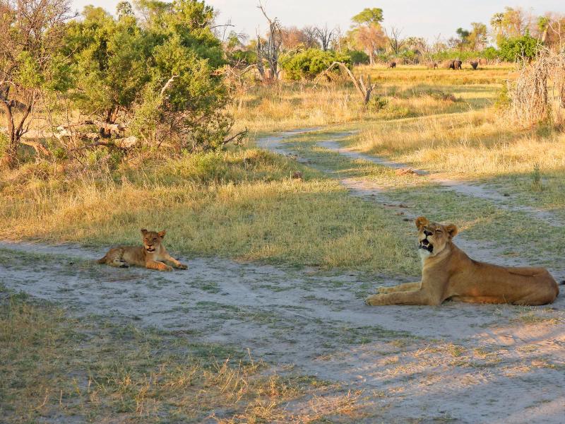 Lioness and her cub resting on a safari track in Botswana's Okavango Delta.